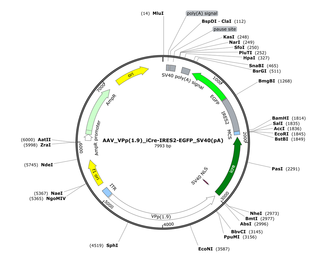 Vector map for AAV_VPp(1.9)_iCre-IRES2-EGFP_SV40(pA)