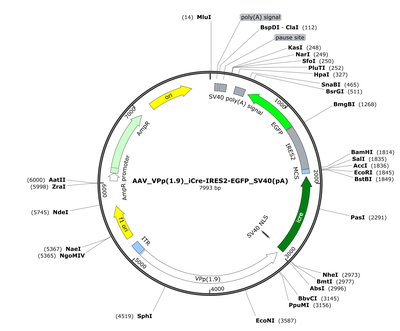 AAV_VPp(1.9)_iCre-IRES2-EGFP_SV40(pA)