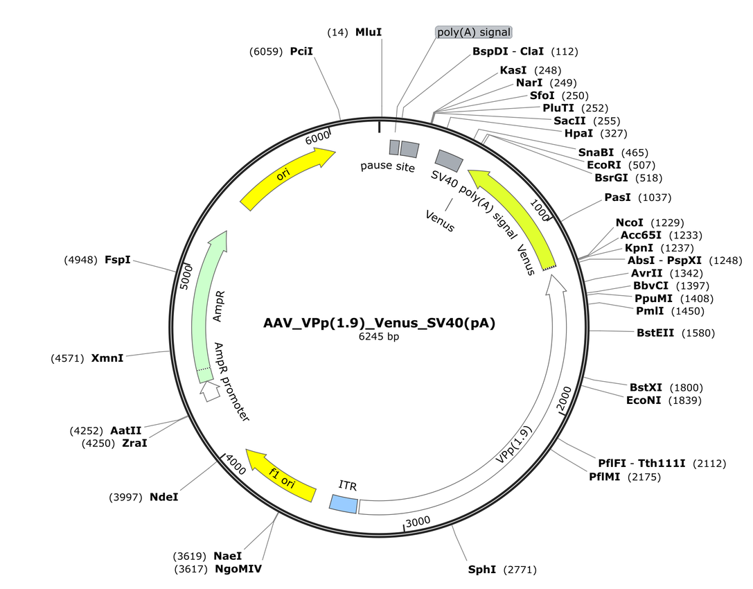 Vector map for AAV_VPp(1.9)_Venus_SV40(pA)