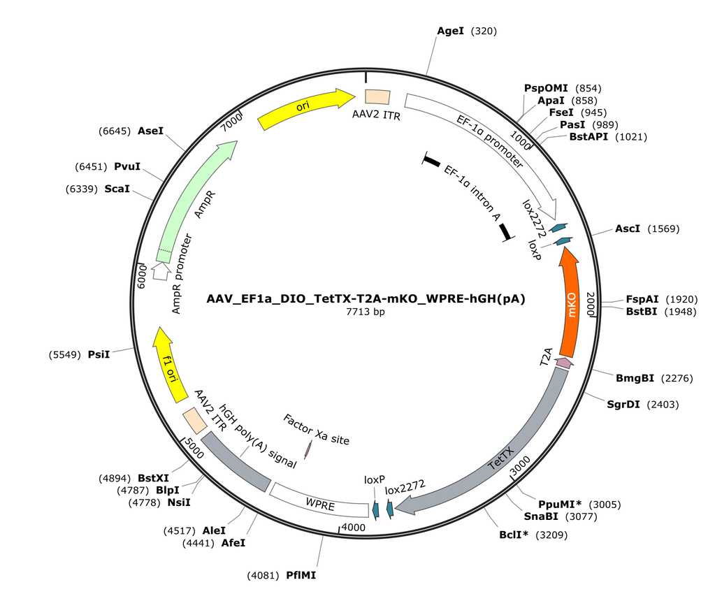 Vector map for AAV_EF1a_DIO_TetTX-T2A-mKO_WPRE-hGH(pA)