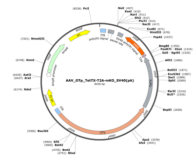 AAV_OTp_TetTX-T2A-mKO_SV40(pA)