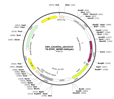 AAV_CamKIIa_eArch3.0-TS-EYFP_WPRE-hGH(pA)