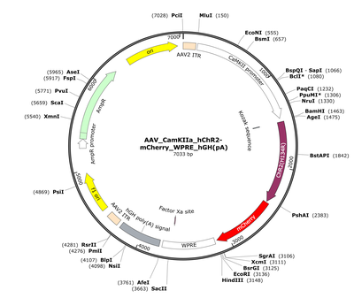 AAV_CamKIIa_hChR2-mCherry_WPRE_hGH(pA)