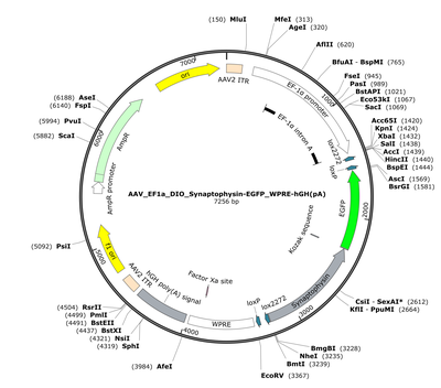 AAV_EF1a_DIO_Synaptophysin-EGFP_WPRE-hGH(pA)