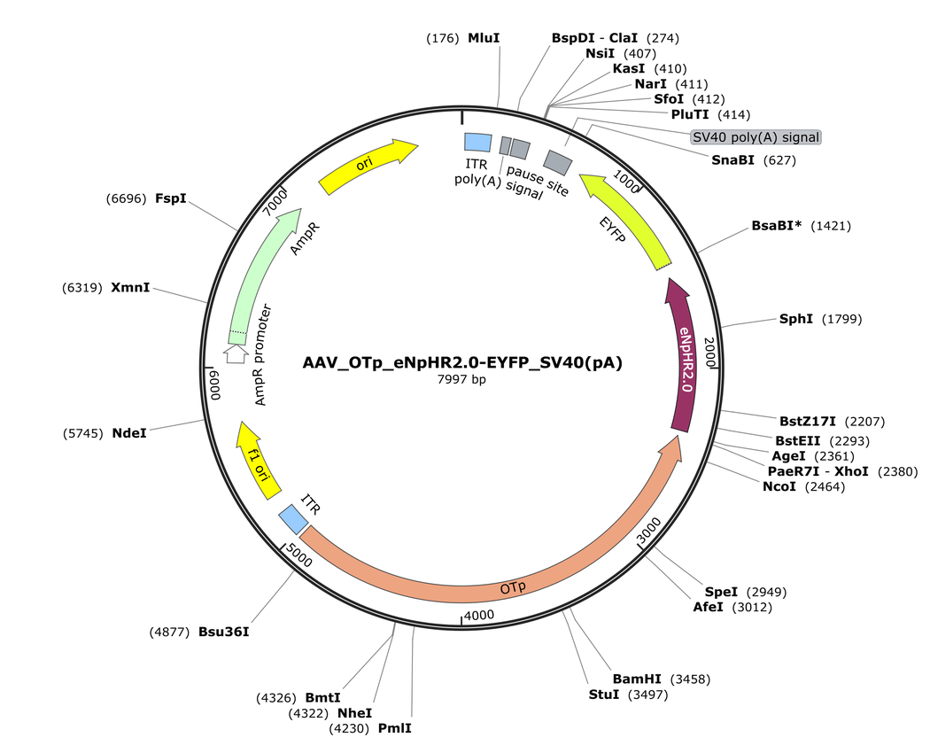 Vector map for AAV_OTp_eNpHR2.0-EYFP_SV40(pA)