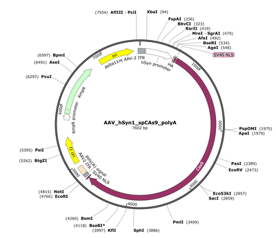 AAV_hSyn1_spCAs9_polyA