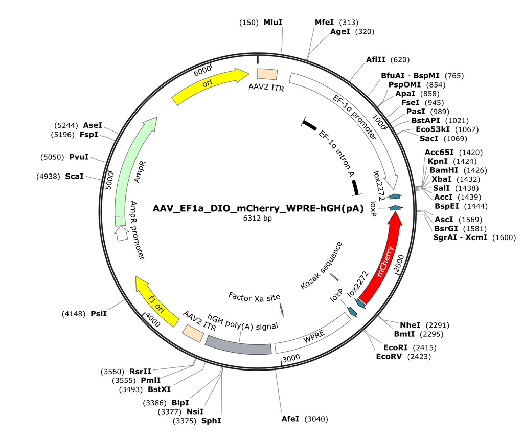 Vector map for AAV_EF1a_DIO_mCherry_WPRE-hGH(pA)