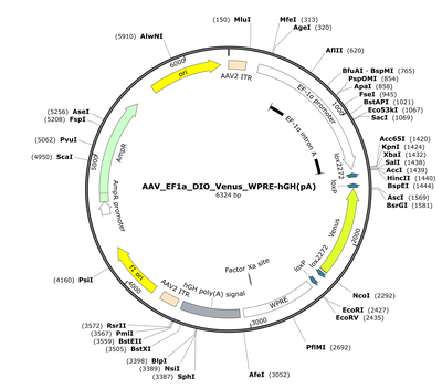 AAV_EF1a_DIO_Venus_WPRE-hGH(pA)