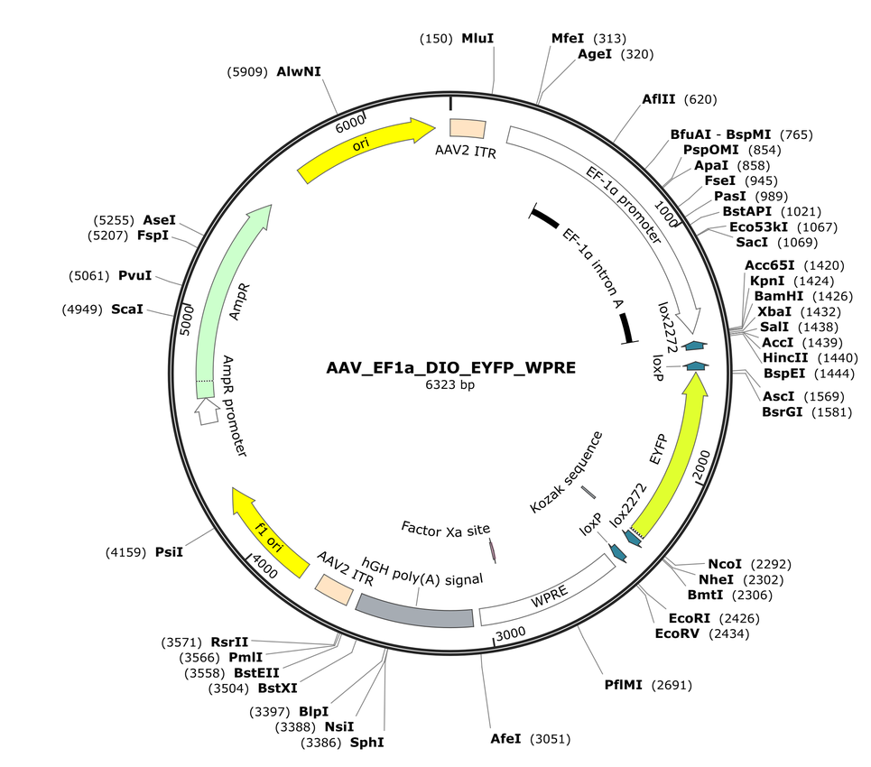 Vector map for AAV_EF1a_DIO_EYFP_WPRE