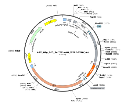 AAV_OTp_DIO_TetTEX-mKO_WPRE-SV40(pA)