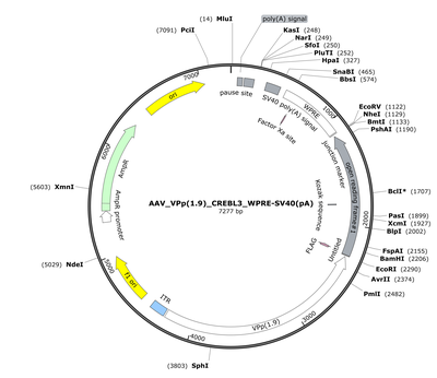 AAV_VPp(1.9)_CREBL3_WPRE-SV40(pA)