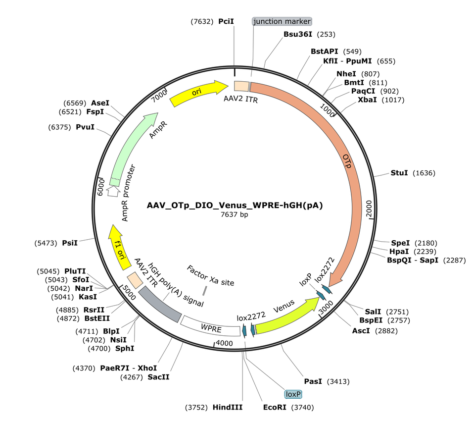 Vector map for AAV_OTp_DIO_Venus_WPRE-hGH(pA)