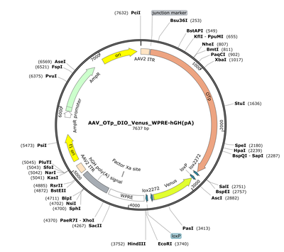 AAV_OTp_DIO_Venus_WPRE-hGH(pA)