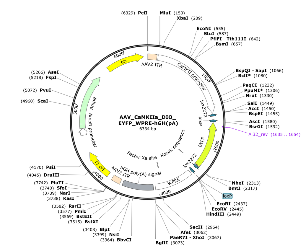 Vector map for AAV_CaMKIIa_DIO_EYFP_WPRE-hGH(pA)