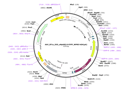 AAV_EF1a_DIO_eNpHR3.0-EYFP_WPRE-hGH(pA)