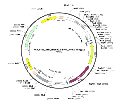 AAV_EF1a_DIO_eNpHR2.0-EYFP_WPRE-hGH(pA)