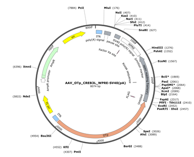 AAV_OTp_CREB3L_WPRE-SV40(pA)
