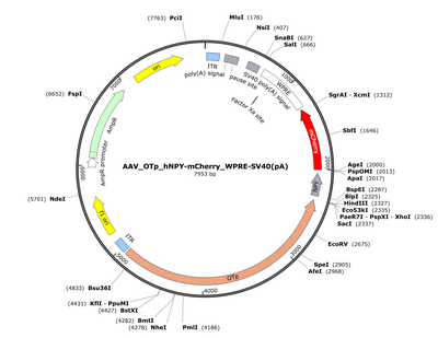 AAV_OTp_hNPY-mCherry_WPRE-SV40(pA)