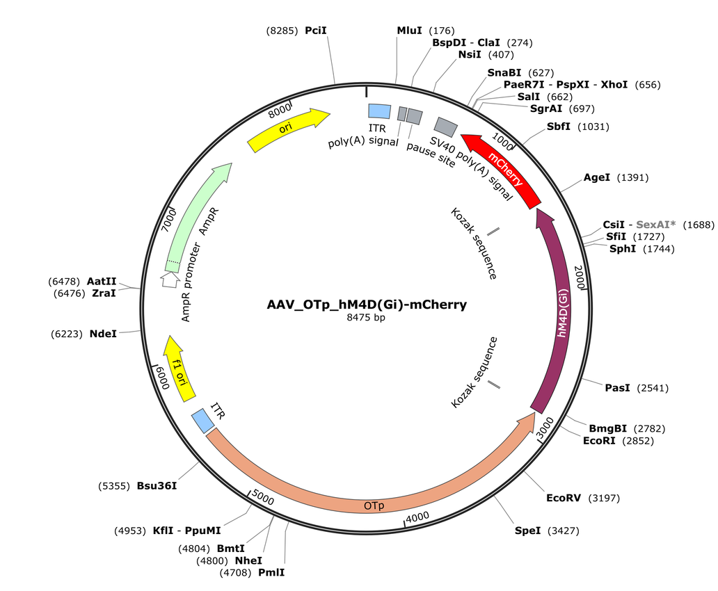Vector map for AAV_OTp_hM4D(Gi)-mCherry