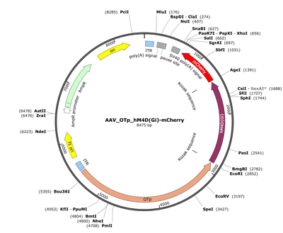 AAV_OTp_hM4D(Gi)-mCherry