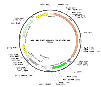 AAV_OTp_hNPY-pHluorin_WPRE-hGH(pA)