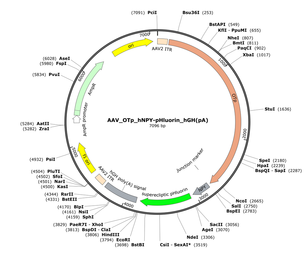 Vector map for AAV_OTp_hNPY-pHluorin_hGH(pA)