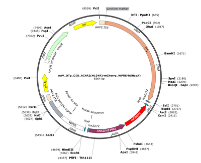 AAV_OTp_DIO_hChR2(H134R)-mCherry_WPRE-hGH(pA)