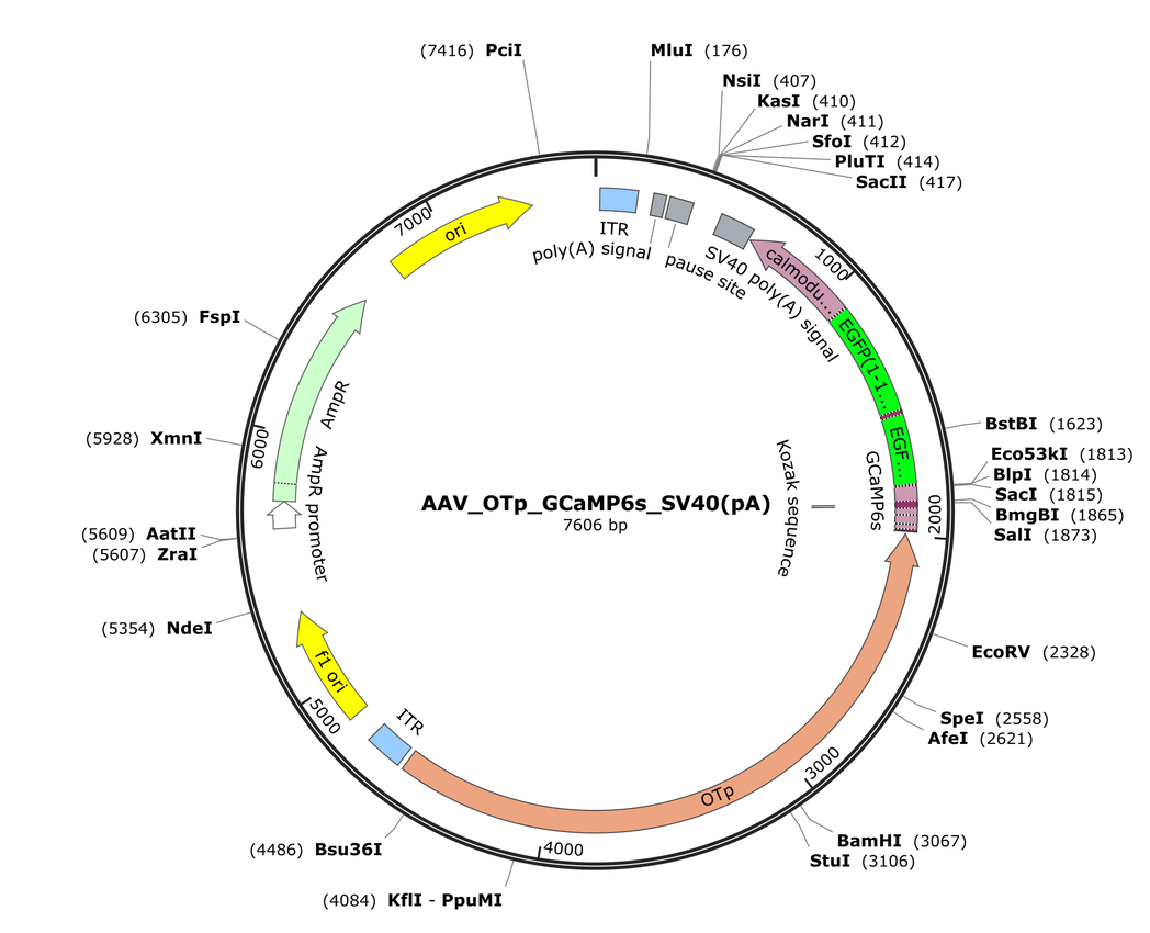 Vector map for AAV_OTp_GCaMP6s_SV40(pA)