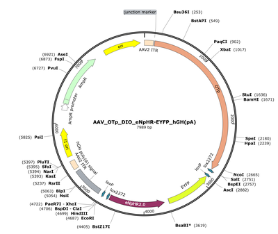 AAV_OTp_DIO_eNpHR-EYFP_hGH(pA)