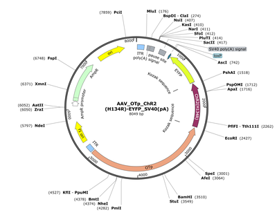 AAV_OTp_ChR2(H134R)-EYFP_SV40(pA)