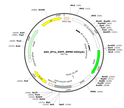 AAV_EF1a_EGFP_WPRE-hGH(pA)