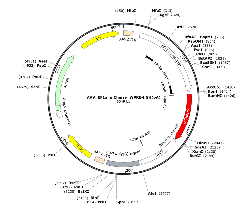 Vector map for AAV_EF1a_mCherry_WPRE-hGH(pA)
