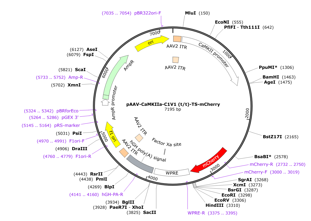 Vector map for AAV_CaMKIIa_C1V1(t/t)-mCherry