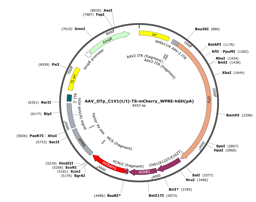 Vector map for AAV_OTp_C1V1(t/t)-TS-mCherry_WPRE-hGH(pA)
