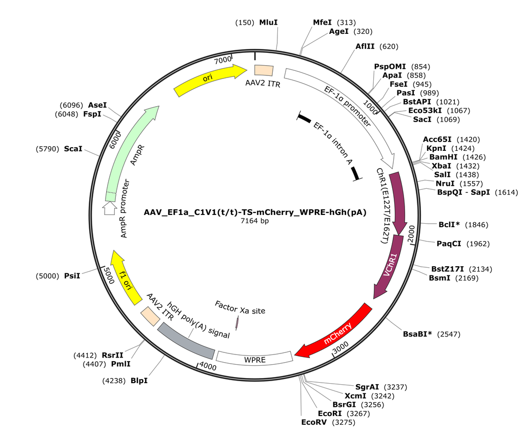 Vector map for AAV_EF1a_C1V1(t/t)-TS-mCherry_WPRE-hGh(pA)
