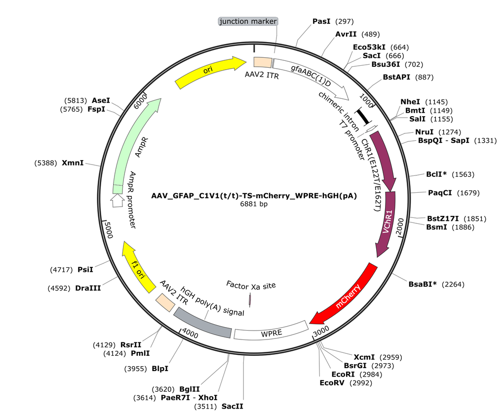 Vector map for AAV_GFAP_C1V1(t/t)-TS-mCherry_WPRE-hGH(pA)