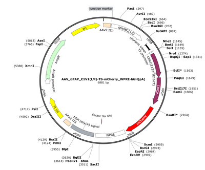 AAV_GFAP_C1V1(t/t)-TS-mCherry_WPRE-hGH(pA)