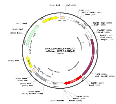 AAV_CaMKIIa_hM4D(Gi)-mCherry_WPRE-hGH(pA)