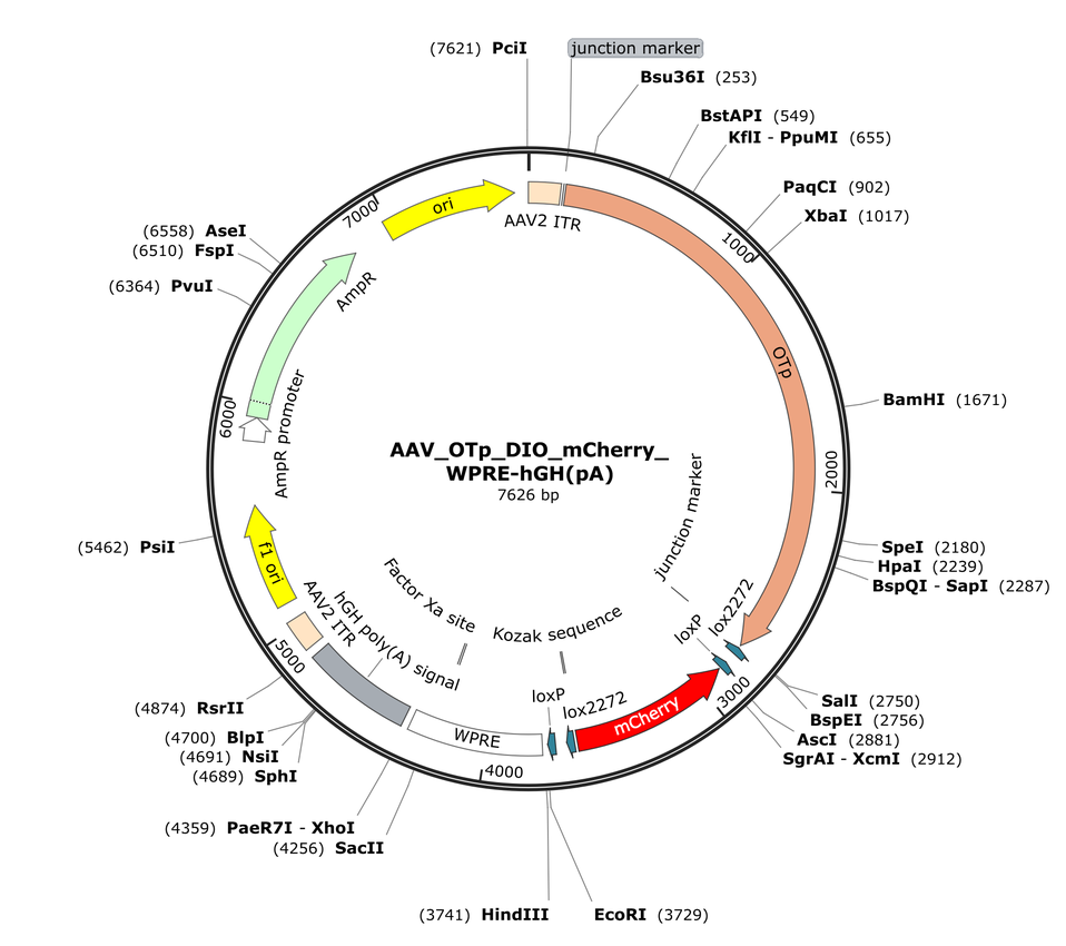 Vector map for AAV_OTp_DIO_mCherry_WPRE-hGH(pA)