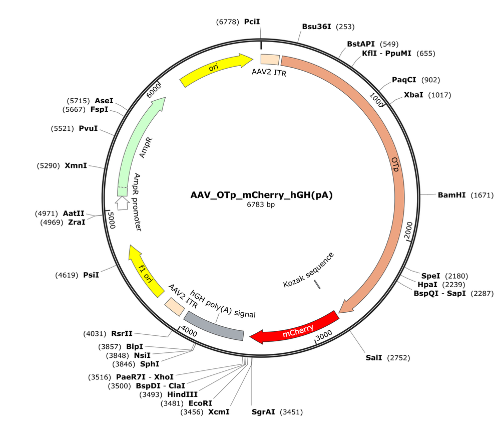 Vector map for AAV_OTp_mCherry_hGH(pA)