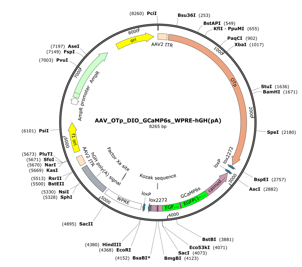 Vector map for AAV_OTp_DIO_GCaMP6s_WPRE-hGH(pA)