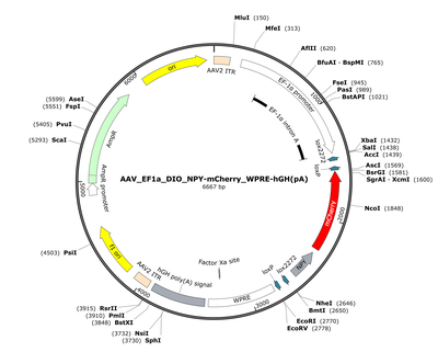 AAV_EF1a_DIO_NPY-mCherry_WPRE-hGH(pA)