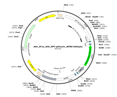 AAV_EF1a_DIO_NPY-pHluorin_WPRE-hGH(pA)