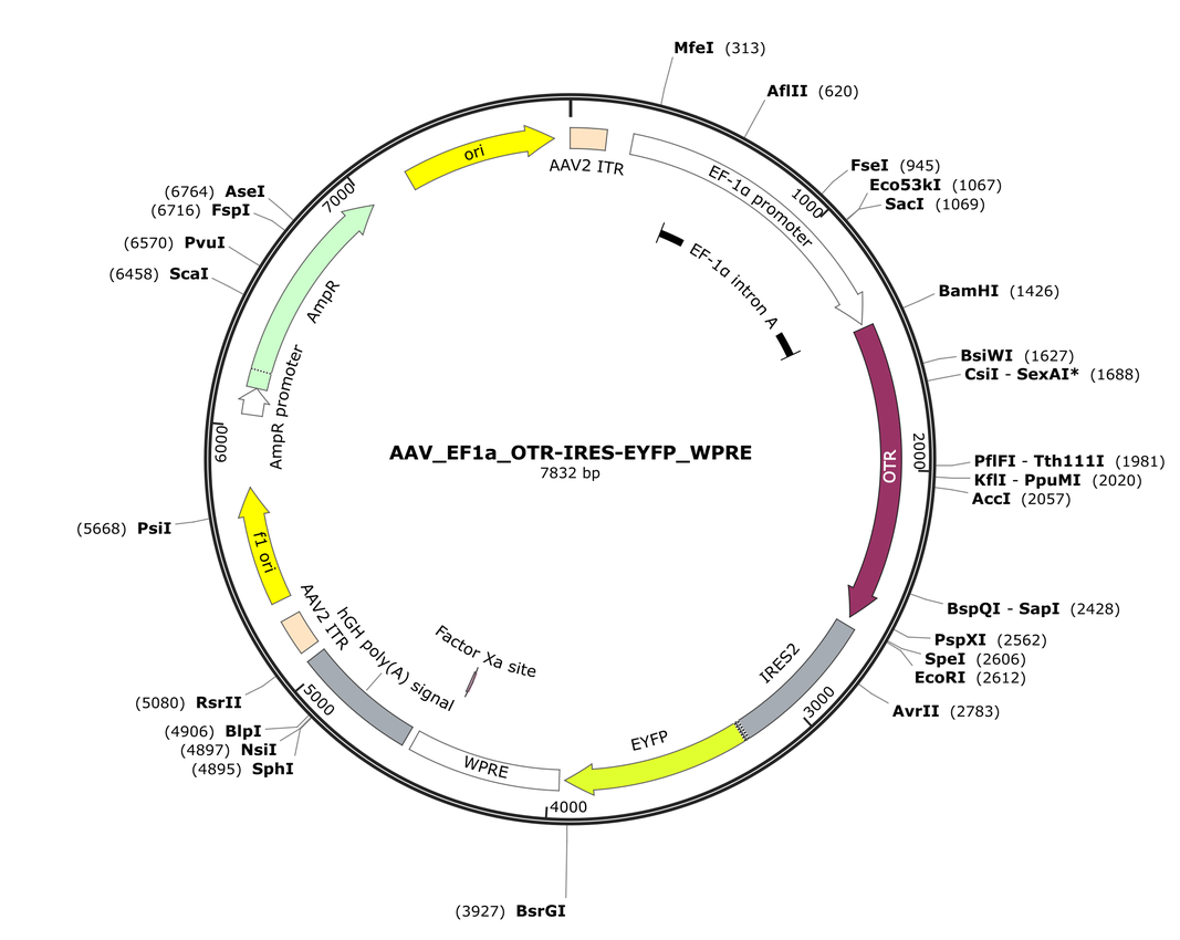 Vector map for AAV_EF1a_OTR-IRES-EYFP_WPRE