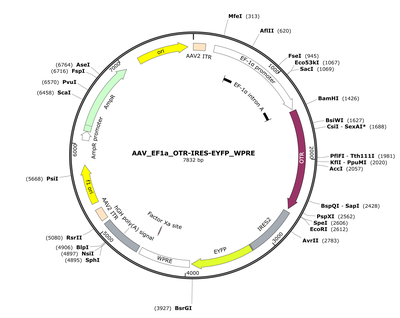 AAV_EF1a_OTR-IRES-EYFP_WPRE