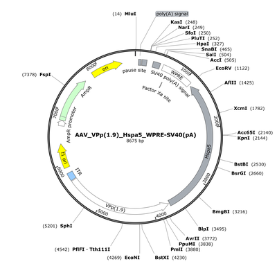 AAV_VPp(1.9)_Hspa5_WPRE-SV40(pA)