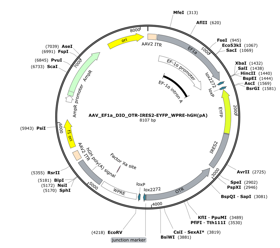 Vector map for AAV_EF1a_DIO_OTR-IRES2-EYFP_WPRE-hGH(pA)