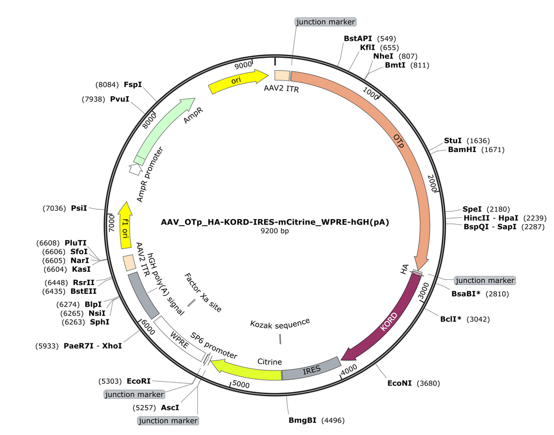 Vector map for AAV_OTp_HA-KORD-IRES-mCitrine_WPRE-hGH(pA)