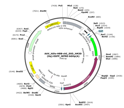 AAV_hDlx-HBB-chI_DIO_hM3D(Gq)-EGFP_WPRE-bGHp(A)