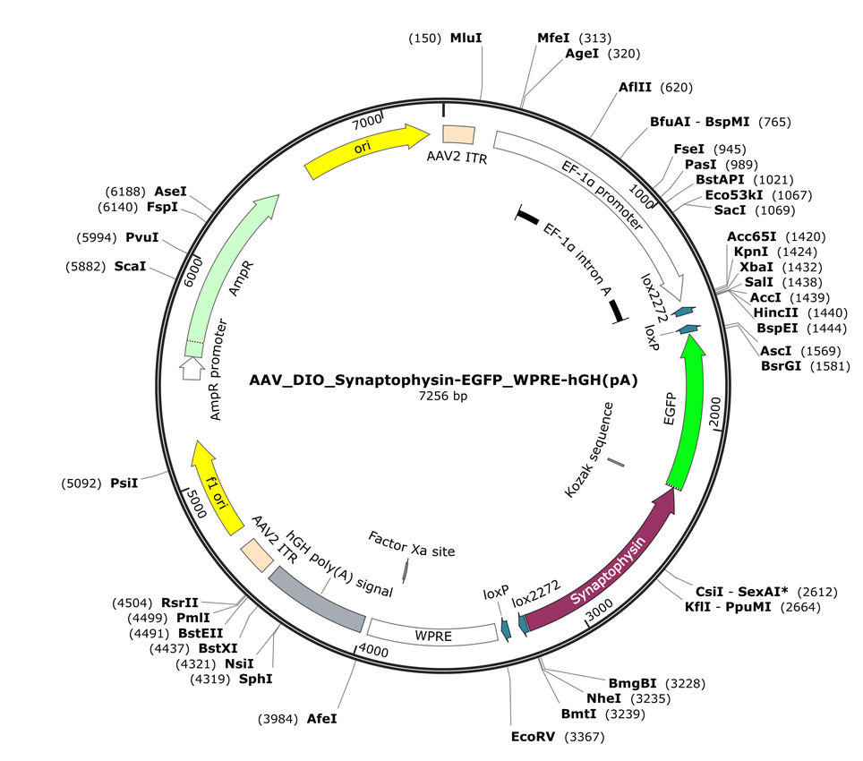 Vector map for AAV_DIO_Synaptophysin-EGFP_WPRE-hGH(pA)